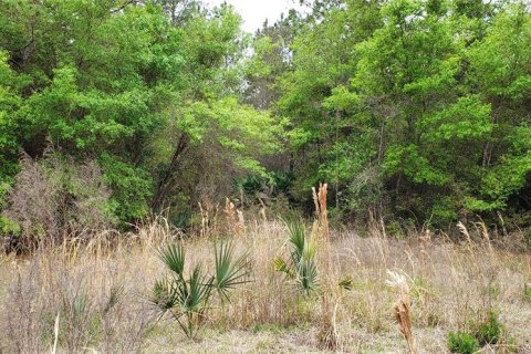 Terreno en venta en Lake City, Florida № 950567 - foto 4