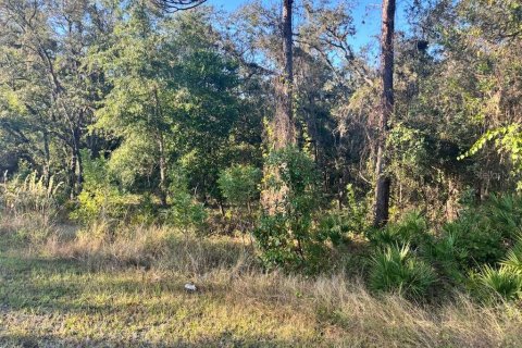 Land in Webster, Florida № 2105780 - photo 5