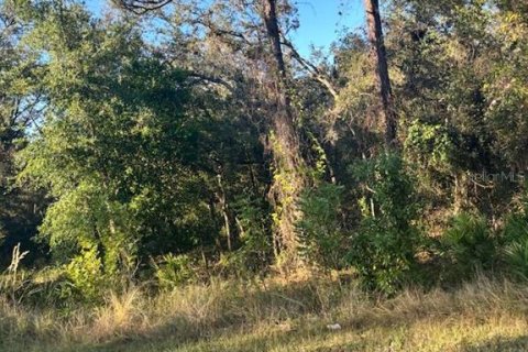 Land in Webster, Florida № 2105780 - photo 4
