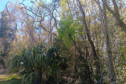 Land in Bronson, Florida № 2160518 - photo 4