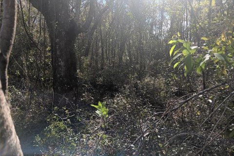 Land in Bronson, Florida № 2160518 - photo 3