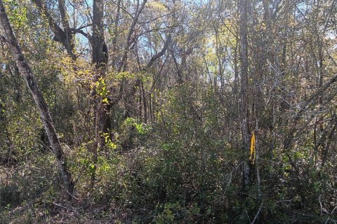 Land in Bronson, Florida № 2160518 - photo 2