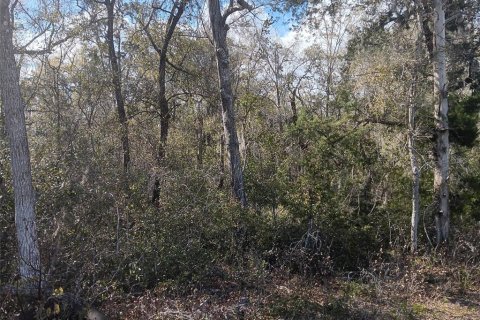 Land in Bronson, Florida № 2160518 - photo 6