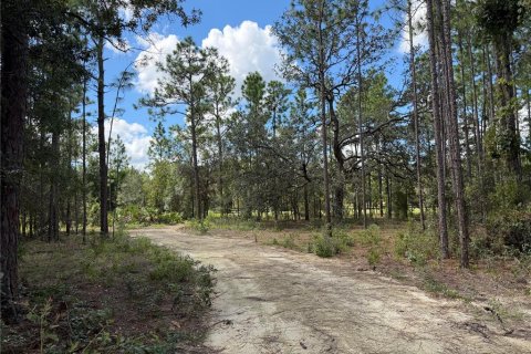 Land in Hawthorne, Florida № 2393655 - photo 4