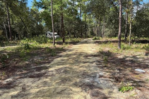 Land in Hawthorne, Florida № 2393655 - photo 6