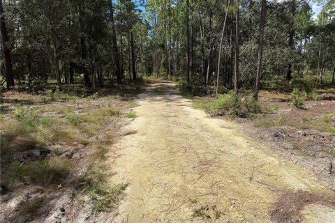 Land in Hawthorne, Florida № 2393655 - photo 2