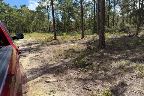 Land in Hawthorne, Florida № 2393655 - photo 5