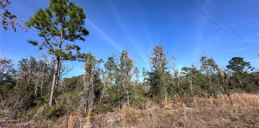 Terrain à Williston, Floride № 2165165