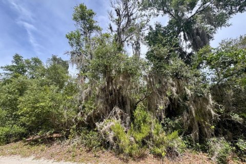Land in Salt Springs, Florida № 2159583 - photo 6