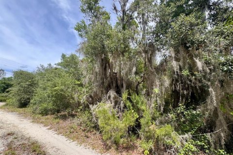 Land in Salt Springs, Florida № 2159583 - photo 5