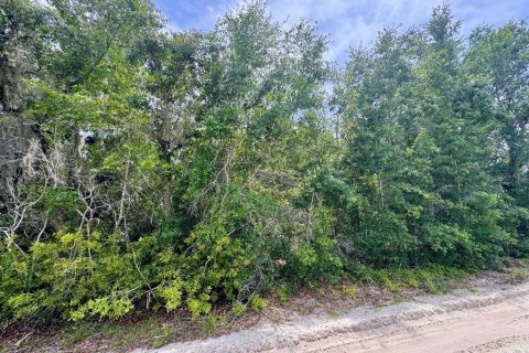 Land in Salt Springs, Florida № 2159583 - photo 3