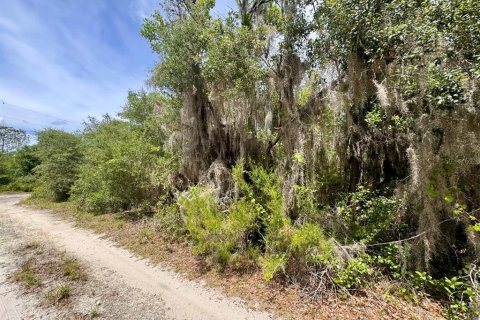 Land in Salt Springs, Florida № 2159583 - photo 7