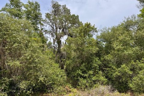 Land in Salt Springs, Florida № 2159583 - photo 8