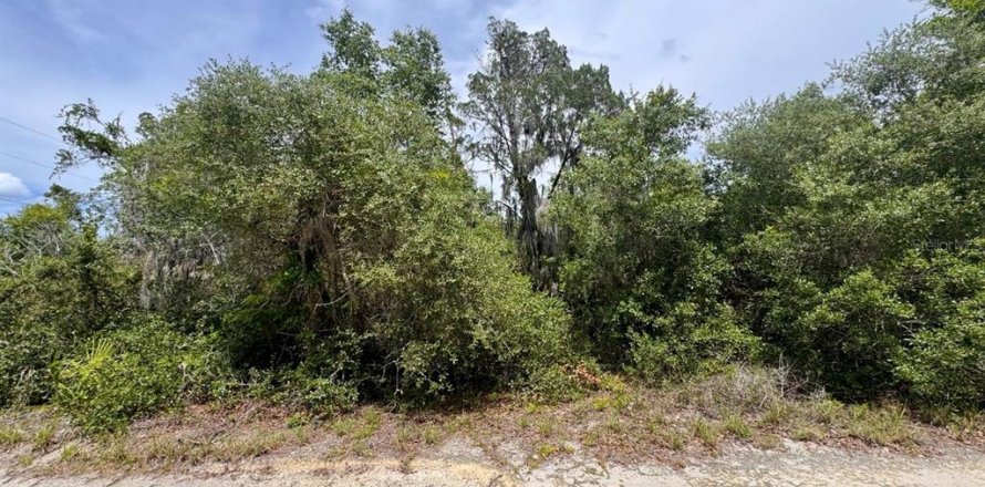 Land in Salt Springs, Florida № 2159583