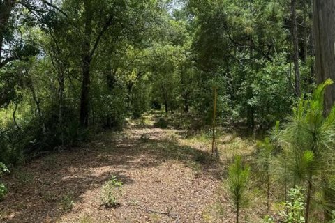 Terreno en venta en Clermont, Florida № 1822498 - foto 4