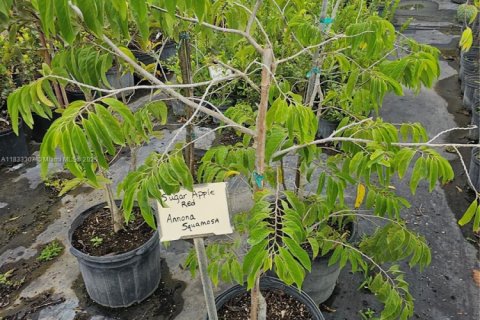 Immobilier commercial à vendre à Homestead, Floride № 2023359 - photo 7