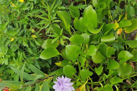 Immobilier commercial à vendre à Homestead, Floride № 2023359 - photo 9