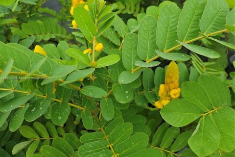 Immobilier commercial à vendre à Homestead, Floride № 2023359 - photo 6