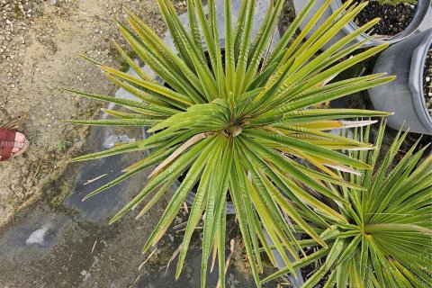 Immobilier commercial à vendre à Homestead, Floride № 2023359 - photo 13