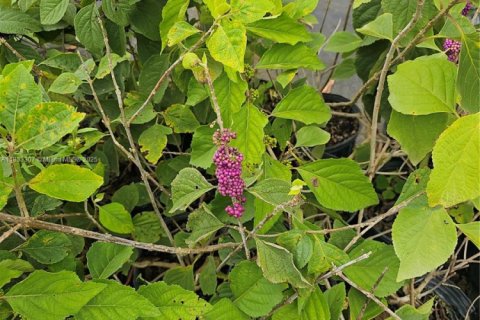 Immobilier commercial à vendre à Homestead, Floride № 2023359 - photo 10