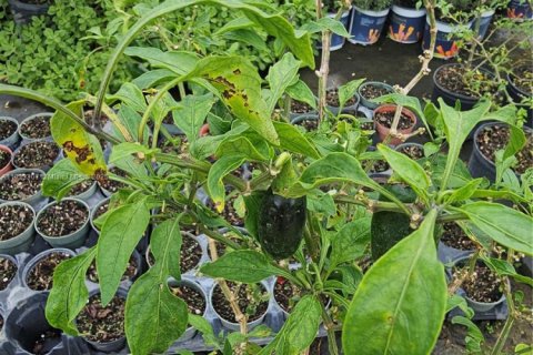 Immobilier commercial à vendre à Homestead, Floride № 2023359 - photo 11