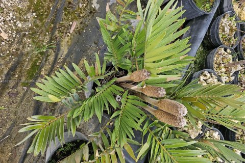 Immobilier commercial à vendre à Homestead, Floride № 2023359 - photo 14