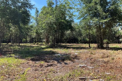 Land in Gainesville, Florida № 1564478 - photo 9