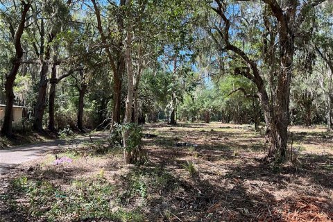 Land in Gainesville, Florida № 1564478 - photo 13