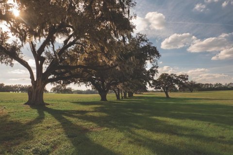 Land in Reddick, Florida № 2206267