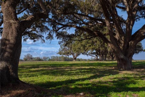 Land in Reddick, Florida № 2206267 - photo 7