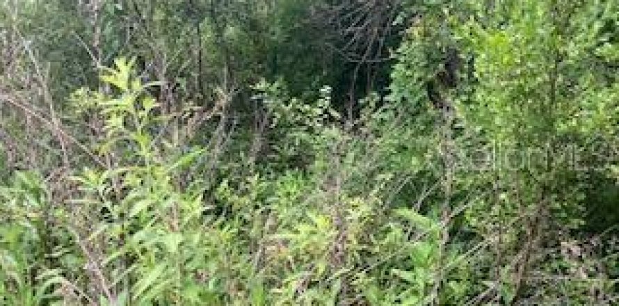 Land in Kissimmee, Florida № 2211869