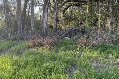 Land in Gainesville, Florida № 1746744 - photo 1