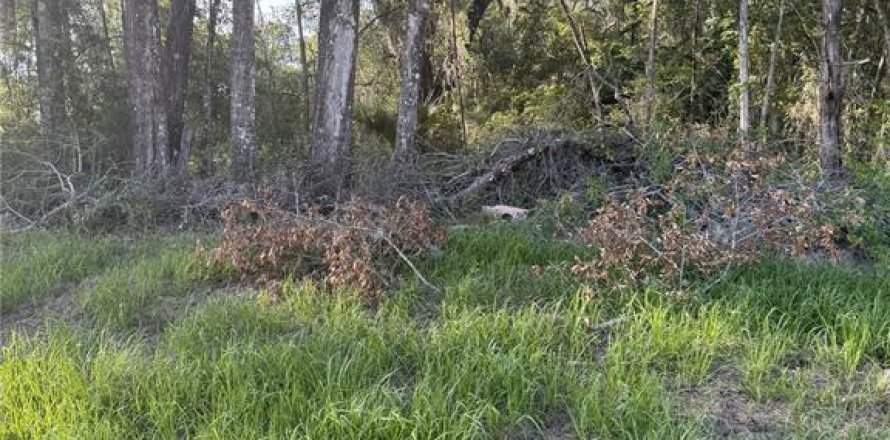 Land in Gainesville, Florida № 1746744