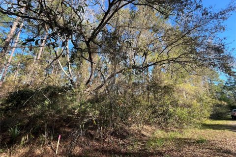 Land in Georgetown, Florida № 2159591 - photo 4