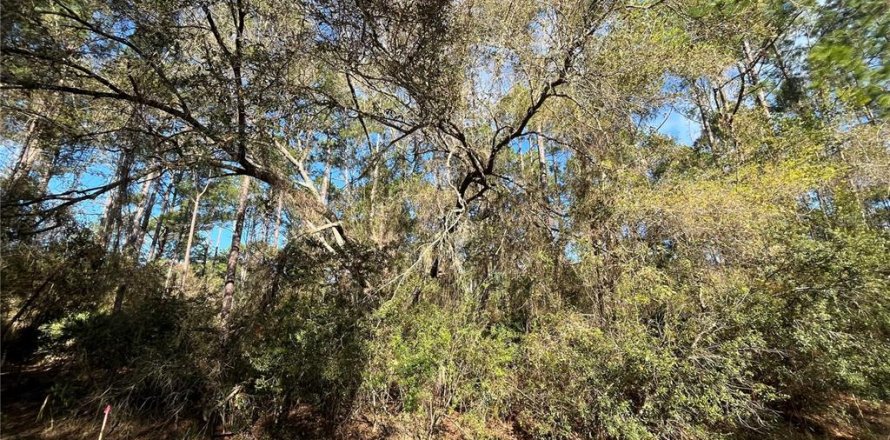 Land in Georgetown, Florida № 2159591