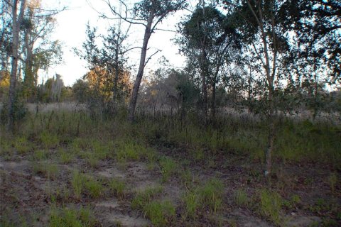 Land in Lady Lake, Florida № 2163609 - photo 2