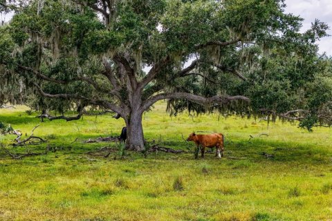Land in Myakka City, Florida № 1857767 - photo 27