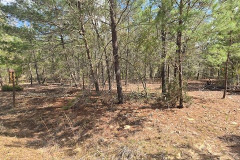 Land in Interlachen, Florida № 2160433 - photo 4