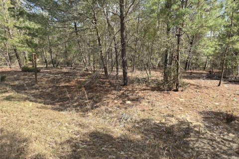 Land in Interlachen, Florida № 2160433 - photo 12