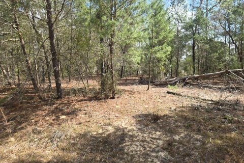 Land in Interlachen, Florida № 2160433 - photo 9