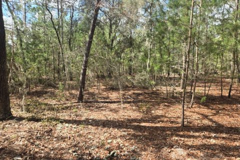 Land in Interlachen, Florida № 2160433 - photo 5