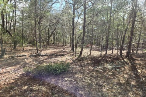 Land in Interlachen, Florida № 2160433 - photo 10