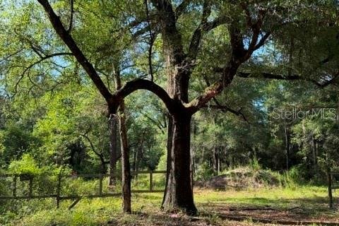 Terrain à Dunnellon, Floride № 2211656