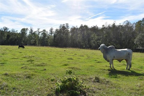 Land in Clermont, Florida № 1564974 - photo 13