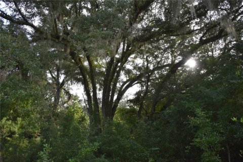 Land in Williston, Florida № 1894932 - photo 26