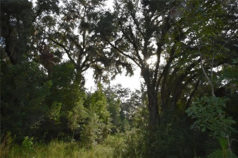 Land in Williston, Florida № 1894932 - photo 10
