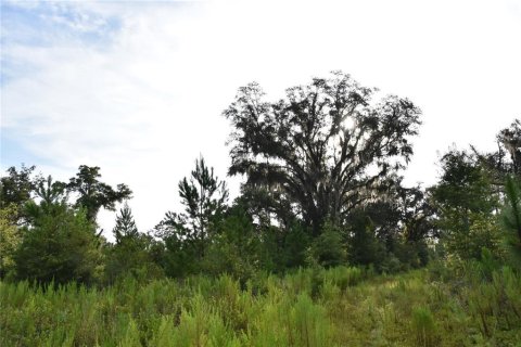 Land in Williston, Florida № 1894932 - photo 19