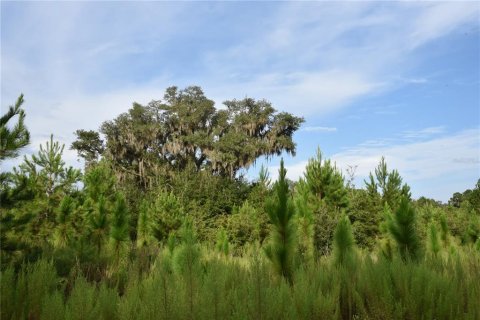 Land in Williston, Florida № 1894932 - photo 20