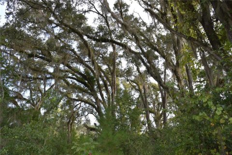 Land in Williston, Florida № 1894932 - photo 9
