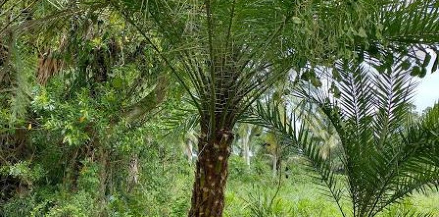 Land in Loxahatchee Groves, Florida № 1036131
